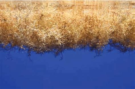 The Sargasso Sea Is Characterised By Floating Mats Of Sargassum Seaweed