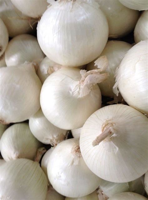 White Sweet Spanish Onion Seeds Non Gmo Heirloom Variety Sizes Free