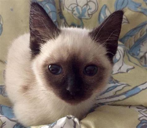 Seal Point Siamese Kittens 11 Weeks Old For Sale In Denver Colorado