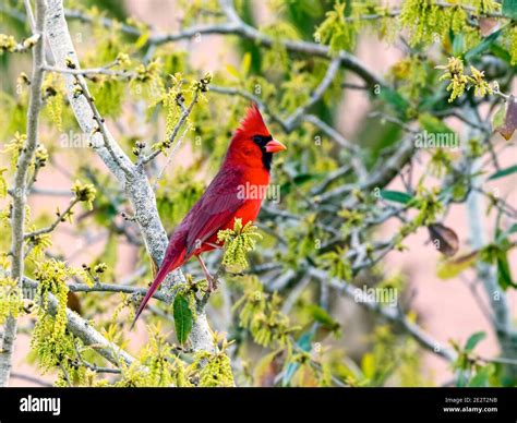 Northern Cardinal Cardinalis Cardinalis Sitting In The Bush Florida