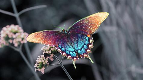 Blue And Purple Swallowtail Butterfly Hd Wallpaper Wallpaper Flare