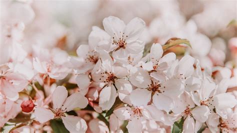 Download Wallpaper 2048x1152 Sakura Flowers Spring