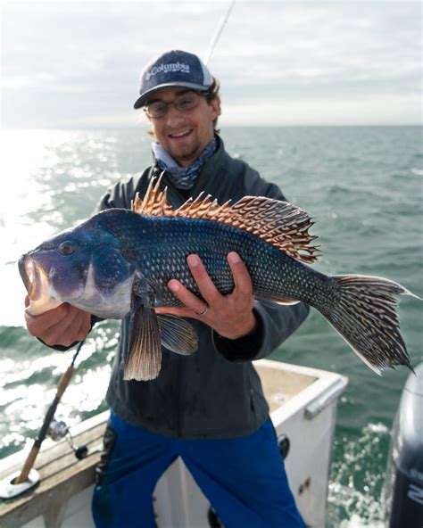 Jigging For Big Black Sea Bass On The Water