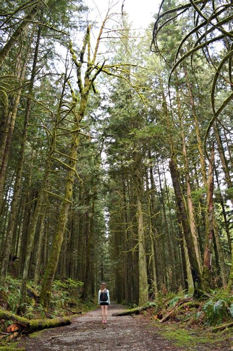 The Lush Forest Of Golden Ears Provincial Park