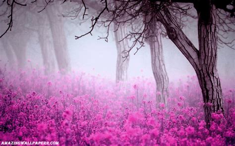 Pink Forest Flower Wallpapers Top Free Pink Forest Flower Backgrounds