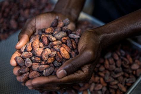What Is The Sweet Solution To The Issue Of Child Labor In Cocoa Trade