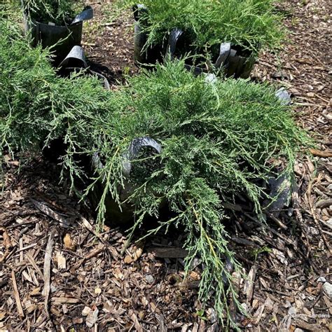 Juniperus Virginiana Royo 3 Eastern Red Cedar Scioto Gardens Nursery