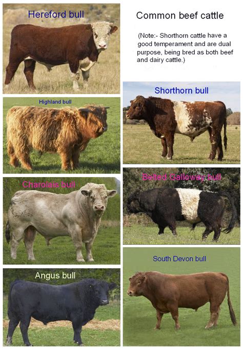 Beef Types Cattle Images