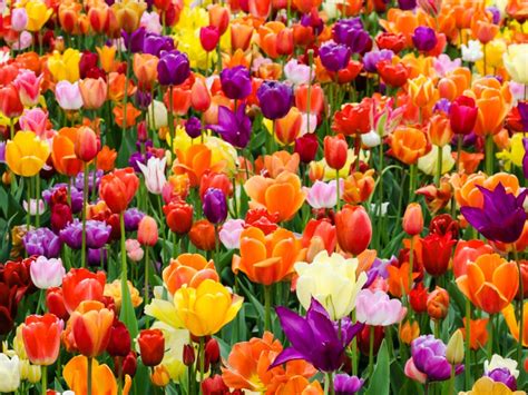 Flower Tulip Garden