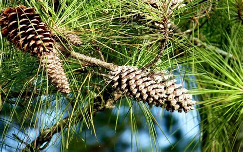 Pine Cone Wallpapers Wallpaper Cave Afalchi Free images wallpape [afalchi.blogspot.com]