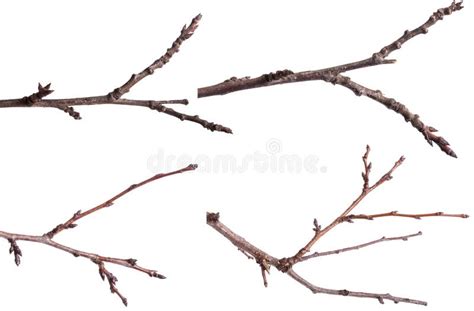 Dry Tree Branches Isolated On White Set Stock Photo Image Of Sticks