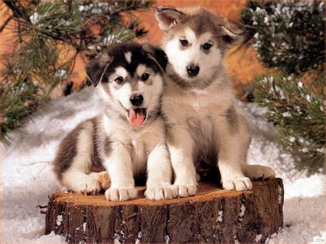 ✓ free for commercial use ✓ high quality images. 40 Wallpapers and Pictures of Dogs