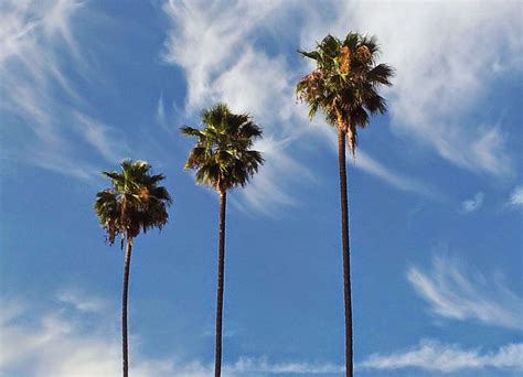 2955685 Sky Sunset Los Angeles Palm Trees Cityscape Wallpaper Cool