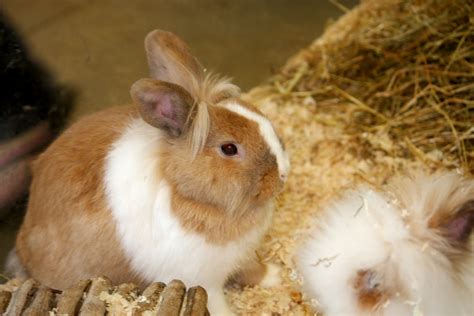 Cute Bunny Rabbit Free Stock Photo Public Domain Pictures