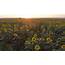 Aerial View Of Sunflower Field At Sunset Lots Plants On 