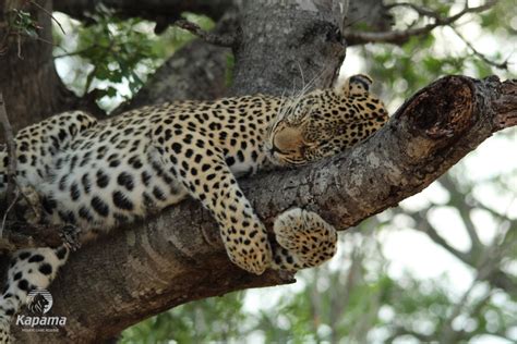 Relaxed Leopard Tracking Kapama Blog