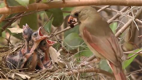How Birds Feeding Their Young Ones Part 2 Free Footage Youtube