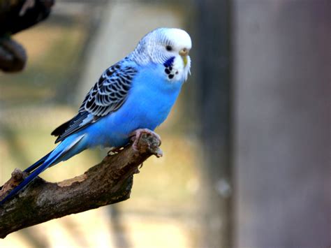 Blue Budgie By Wonderful Dream Picture Photo 56915802 500px