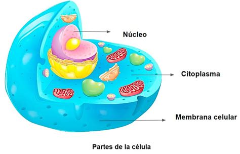 Células Procariotas Definición Tipos Y Clasificación