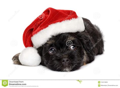 Cute Black And Tan Havanese Puppy In Santa Hat Stock Image Image Of