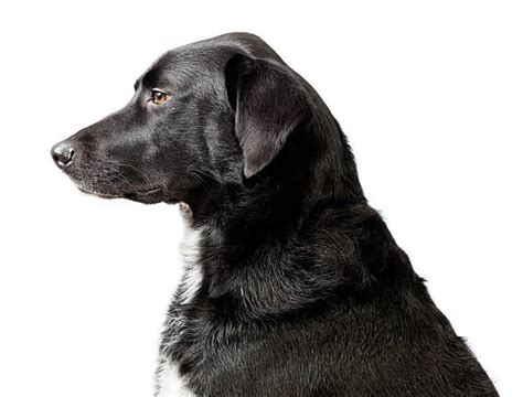 Dog Profile Stock Photos Pictures And Royalty Free Images Istock