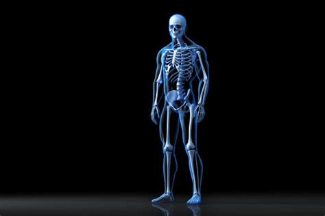 Cómo Es El Esqueleto Humano Y Sus Características