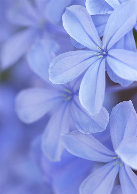 Blue Jasmine By Clickanddream 500px Jasmine Flower Jasmine Plant