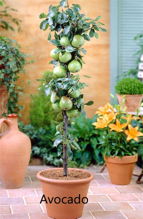 However, there are ways to grow a vegetable garden even indoors. 10 Best Fruits to Grow in Your Pots - Home Gardeners