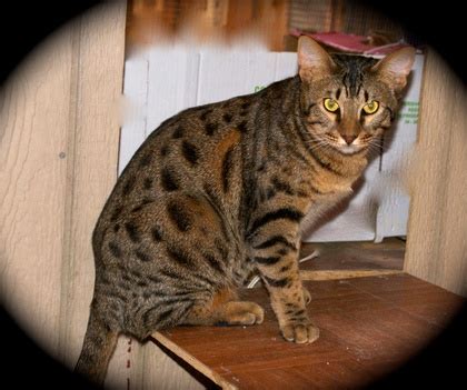 Must got to a home with other pets as she gets lonely she has always lived in doors, please. Savannah & Ocicat kittens for sale, Jumpnspots Savannah ...