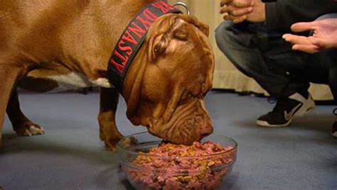 So, you're wondering what the best dog food for pitbulls is. Feeding Your Red Nose Pitbull