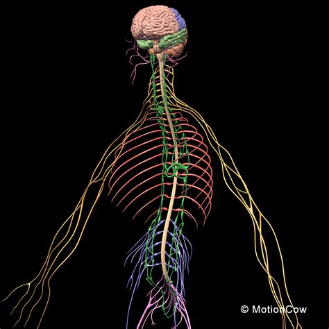Homeostasis — cells — integumentary — nervous — senses — muscular — blood — cardiovascular — immune — urinary — respiratory — gastrointestinal — nutrition — endocrine — reproduction (male) — reproduction (female). Skeleton, Anatomy & Nervous System ( Rigged ) - MotionCow