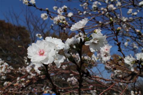 Winter Cherry Blossoms Ganref