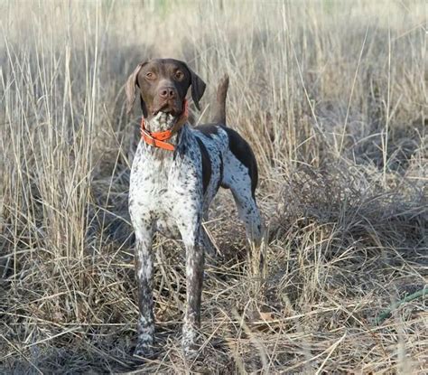 Smart Looking Gsp Photo From Pheasants Forever Bird Dogs Dogs