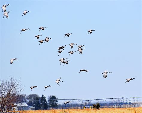 Soft Landing Photograph By Linda Brittain Fine Art America