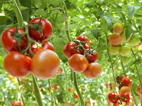 Hydroponic Tomatoes May One Day Be Tastier Than Ones Grown Outside