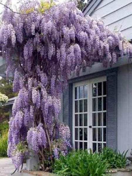 jardinage jardin plante dextérieur grimpante glycine de chine violette hauteur 55 65cm 2x