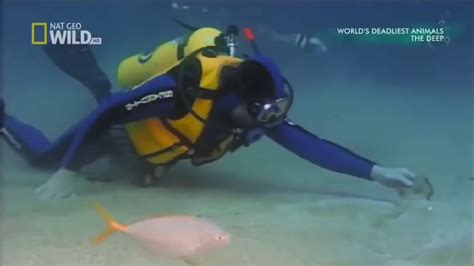 Tv Documentaries Worlds Top Most Dangerous Sea Creatures
