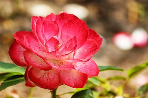 Mawar Merah Putih Mekar Yang Foto Gratis Di Pixabay Pixabay