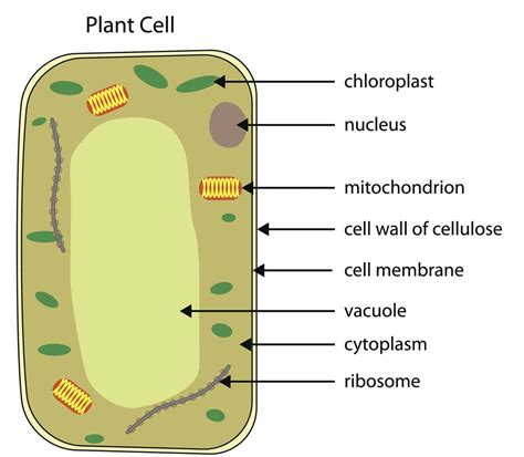 Plant Cell Diagram Explanation Simple Cell Diagram