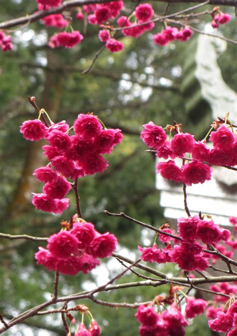 Fotos Gratis Cereza Flores De Cerezo Primavera Sakura Miaoli Taiwán Rojo Rosado árbol