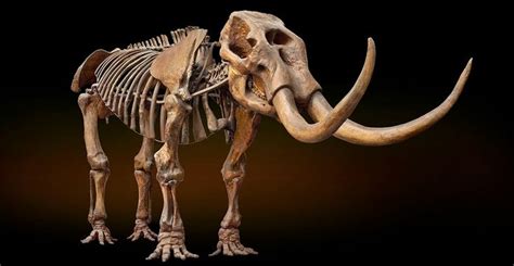 Mastodon Fossil Fossil Bones History Museum Museum