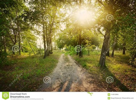 Footpath In The Forest Stock Photo Image Of Countryside 114013894