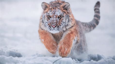 1920x1080 Siberian Tiger In Snow Laptop Full Hd 1080p Hd