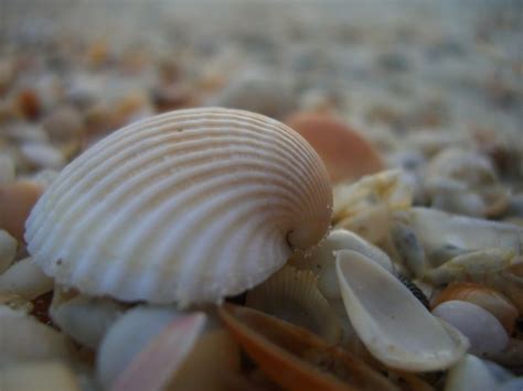 Seashell Resting Place Smithsonian Photo Contest Smithsonian Magazine