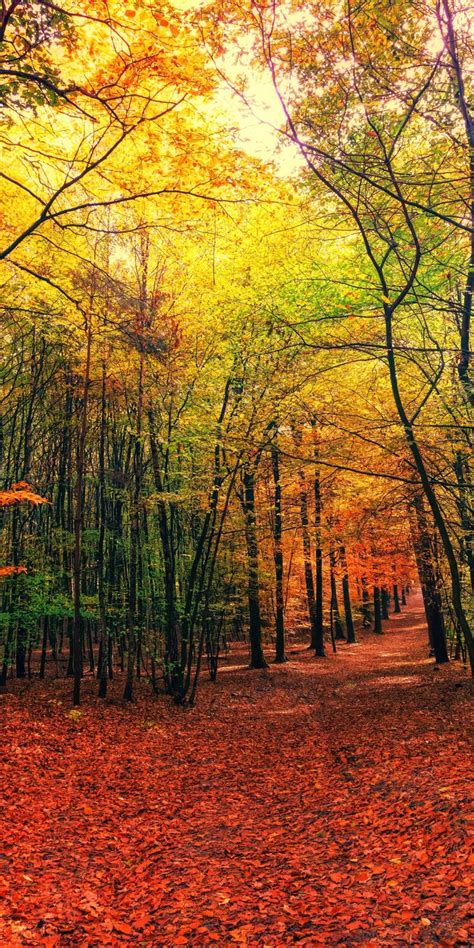 Autumn Leaves Fall Tree Forest Nature 1080x2160 Wallpaper Best