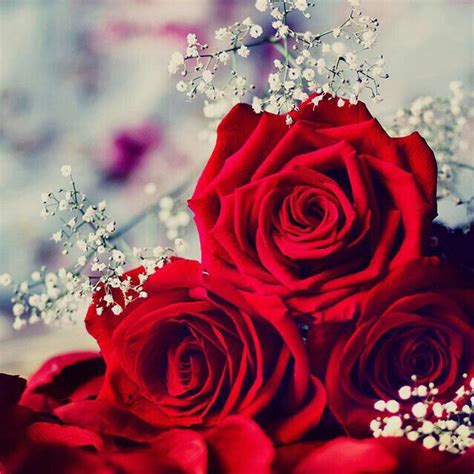 Pin By Fury On Flowers ♧ Fleurs Beautiful Red Roses Red Rose