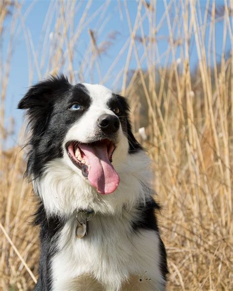 Pin By Anthony Mackey On Border Collies Domestic Dog Border Collie