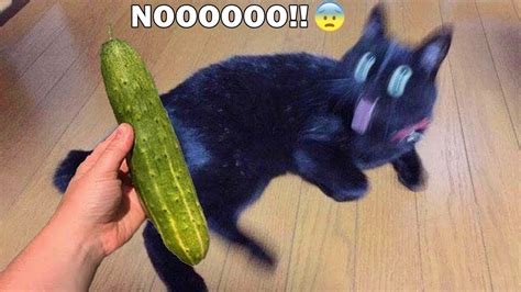 Cats Vs Cucumbers Try Not To Laugh Cats Scared Of Cucumber