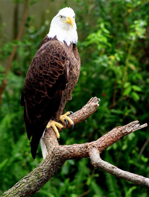 Banco De Imágenes Gratis Aguila Real En La Cima De Un árbol Esperando