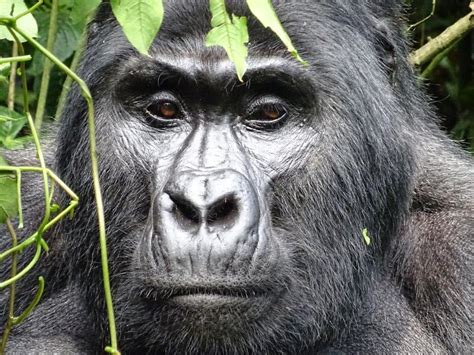 Uganda Gorilla Trekking Safari African Birding Trip